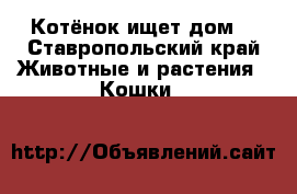 Котёнок ищет дом! - Ставропольский край Животные и растения » Кошки   